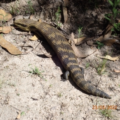 Tiliqua scincoides scincoides (Eastern Blue-tongue) at Tidbinbilla Nature Reserve - 23 Mar 2022 by Ozflyfisher