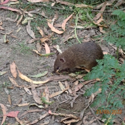 Isoodon obesulus obesulus (Southern Brown Bandicoot) at Paddys River, ACT - 23 Mar 2022 by Bugologist