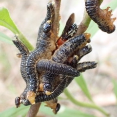 Perginae sp. (subfamily) (Unidentified pergine sawfly) at Paddys River, ACT - 23 Mar 2022 by Ozflyfisher