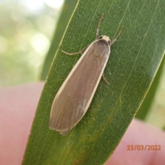 Palaeosia undescribed species at Tidbinbilla Nature Reserve - 23 Mar 2022 by Ozflyfisher