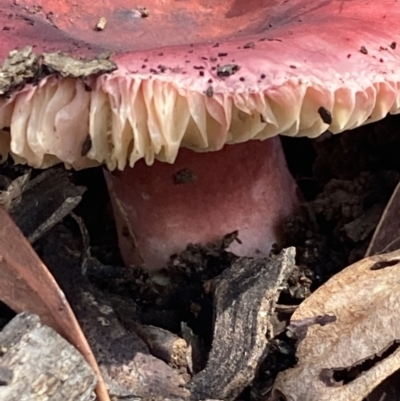 Russula sp. (Russula) at QPRC LGA - 23 Mar 2022 by Safarigirl