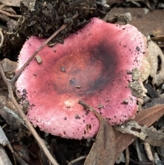 Russula sp. at Burra, NSW - 23 Mar 2022