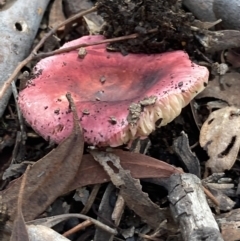 Russula sp. at Burra, NSW - 23 Mar 2022