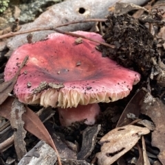 Russula sp. (genus) at Burra, NSW - 23 Mar 2022 11:23 AM