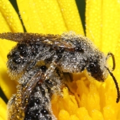 Lasioglossum (Chilalictus) lanarium (Halictid bee) at Evatt, ACT - 9 Feb 2022 by TimL