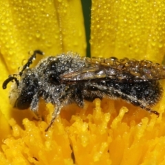 Lasioglossum (Chilalictus) lanarium at Evatt, ACT - 9 Feb 2022 06:35 AM