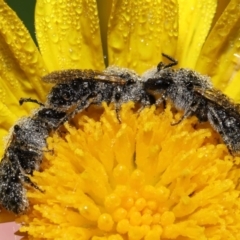 Lasioglossum (Chilalictus) lanarium at Evatt, ACT - 9 Feb 2022