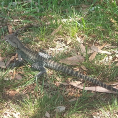 Intellagama lesueurii howittii (Gippsland Water Dragon) at Sullivans Creek, Acton - 22 Mar 2022 by LD12