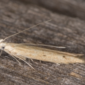 Batrachedra (genus) at Melba, ACT - 22 Jan 2022 11:36 PM