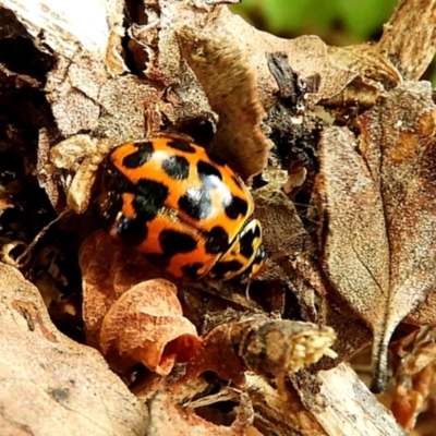 Harmonia conformis (Common Spotted Ladybird) at Crooked Corner, NSW - 12 Mar 2022 by Milly
