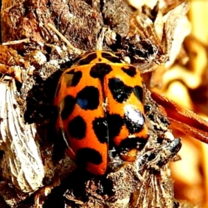 Harmonia conformis at Crooked Corner, NSW - 12 Mar 2022