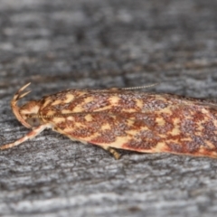 Syringoseca rhodoxantha (A concealer moth) at Melba, ACT - 22 Jan 2022 by kasiaaus