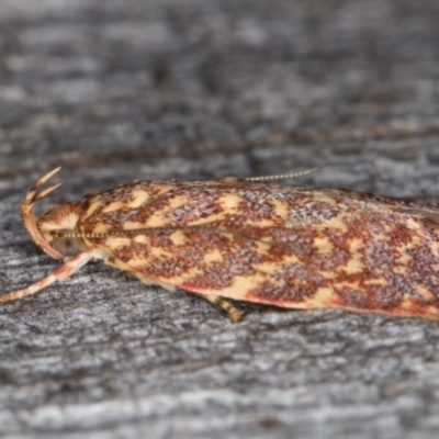 Syringoseca rhodoxantha (A Concealer moth (Wingia group)) at Melba, ACT - 22 Jan 2022 by kasiaaus