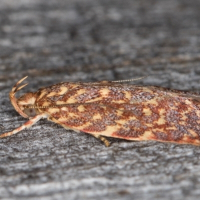 Syringoseca rhodoxantha (A concealer moth) at Melba, ACT - 22 Jan 2022 by kasiaaus
