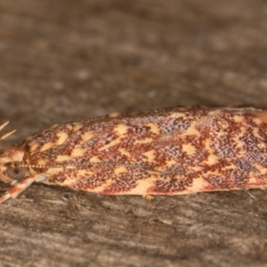 Syringoseca rhodoxantha at Melba, ACT - 22 Jan 2022 11:40 PM