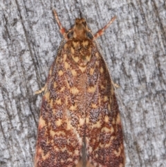 Syringoseca rhodoxantha at Melba, ACT - 22 Jan 2022 11:40 PM