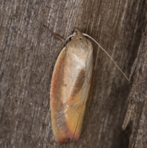 Ptyoptila matutinella at Melba, ACT - 22 Jan 2022 11:44 PM