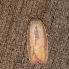 Ptyoptila matutinella at Melba, ACT - 22 Jan 2022 11:44 PM