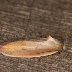 Ptyoptila matutinella at Melba, ACT - 22 Jan 2022 11:44 PM