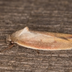 Ptyoptila matutinella at Melba, ACT - 22 Jan 2022 11:44 PM