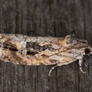 Thrincophora lignigerana at Melba, ACT - 22 Jan 2022