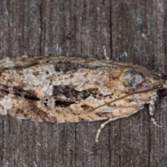 Thrincophora lignigerana at Melba, ACT - 22 Jan 2022 11:45 PM