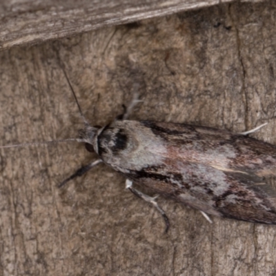 Oenochroa dinosema (A Concealer moth) at Melba, ACT - 22 Jan 2022 by kasiaaus