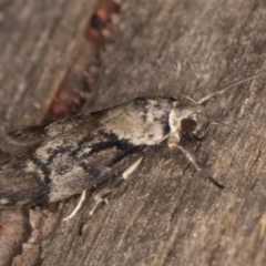 Oenochroa dinosema at Melba, ACT - 22 Jan 2022 11:47 PM