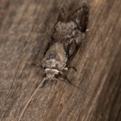 Oenochroa dinosema at Melba, ACT - 22 Jan 2022 11:47 PM