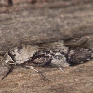 Oenochroa dinosema at Melba, ACT - 22 Jan 2022 11:47 PM