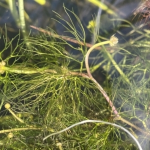 Ranunculus trichophyllus at Mount Clear, ACT - 23 Mar 2022