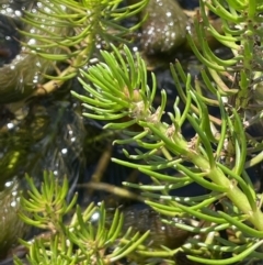 Myriophyllum variifolium at Mount Clear, ACT - 23 Mar 2022