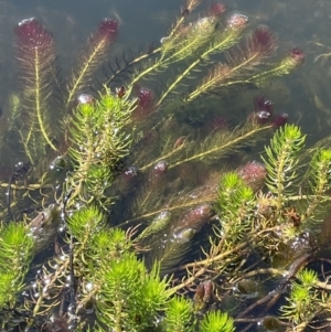 Myriophyllum variifolium at Mount Clear, ACT - 23 Mar 2022