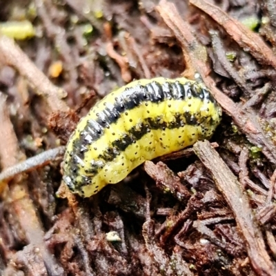 Gonipterus sp. (genus) (Eucalyptus Weevil) at Tidbinbilla Nature Reserve - 23 Mar 2022 by RobG1