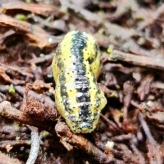 Gonipterus sp. (genus) at Paddys River, ACT - 23 Mar 2022