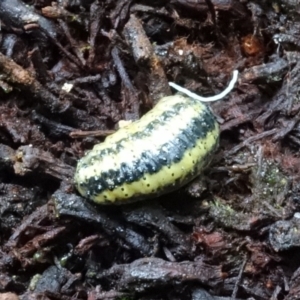 Gonipterus sp. (genus) at Paddys River, ACT - 23 Mar 2022