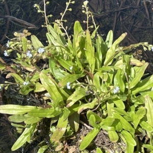 Myosotis laxa subsp. caespitosa at Mount Clear, ACT - 23 Mar 2022 01:45 PM