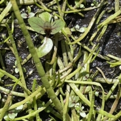 Lilaeopsis polyantha (Lilaeopsis) at Namadgi National Park - 23 Mar 2022 by JaneR