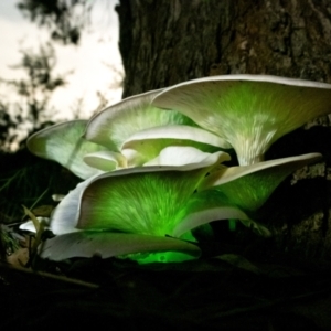 Omphalotus nidiformis at Penrose, NSW - 22 Mar 2022