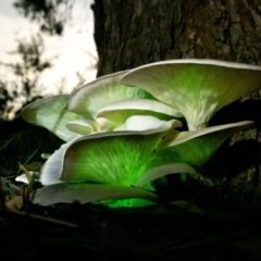 Omphalotus nidiformis (Ghost Fungus) at Penrose, NSW - 22 Mar 2022 by Aussiegall