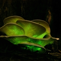 Omphalotus nidiformis at Penrose, NSW - suppressed