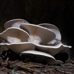 Omphalotus nidiformis at Penrose, NSW - suppressed