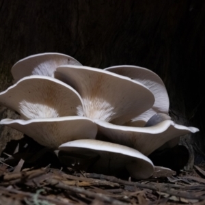 Omphalotus nidiformis at Penrose, NSW - 22 Mar 2022