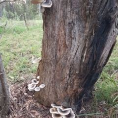 Omphalotus nidiformis at Penrose, NSW - 22 Mar 2022