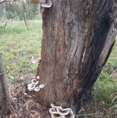 Omphalotus nidiformis at Penrose, NSW - suppressed