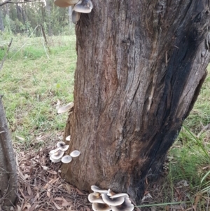 Omphalotus nidiformis at Penrose, NSW - 22 Mar 2022