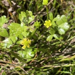 Ranunculus amphitrichus (Small River Buttercup) at Mount Clear, ACT - 23 Mar 2022 by JaneR