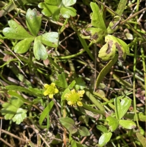 Ranunculus amphitrichus at Mount Clear, ACT - 23 Mar 2022