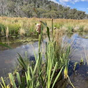 Typha orientalis at Mount Clear, ACT - 23 Mar 2022