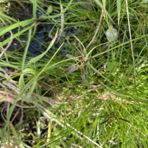 Cyperus sanguinolentus at Mount Clear, ACT - 23 Mar 2022